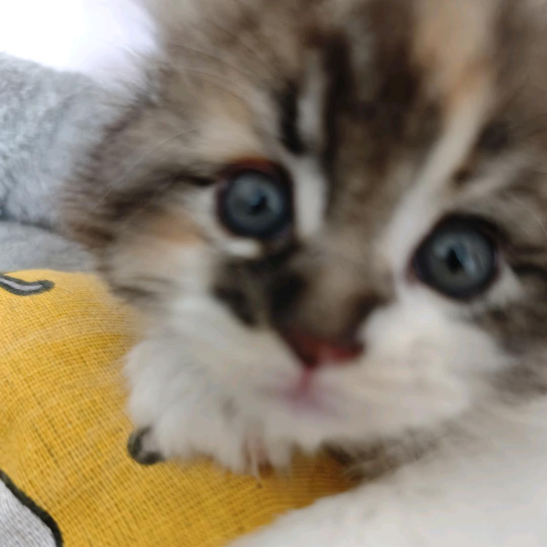 🍓头像