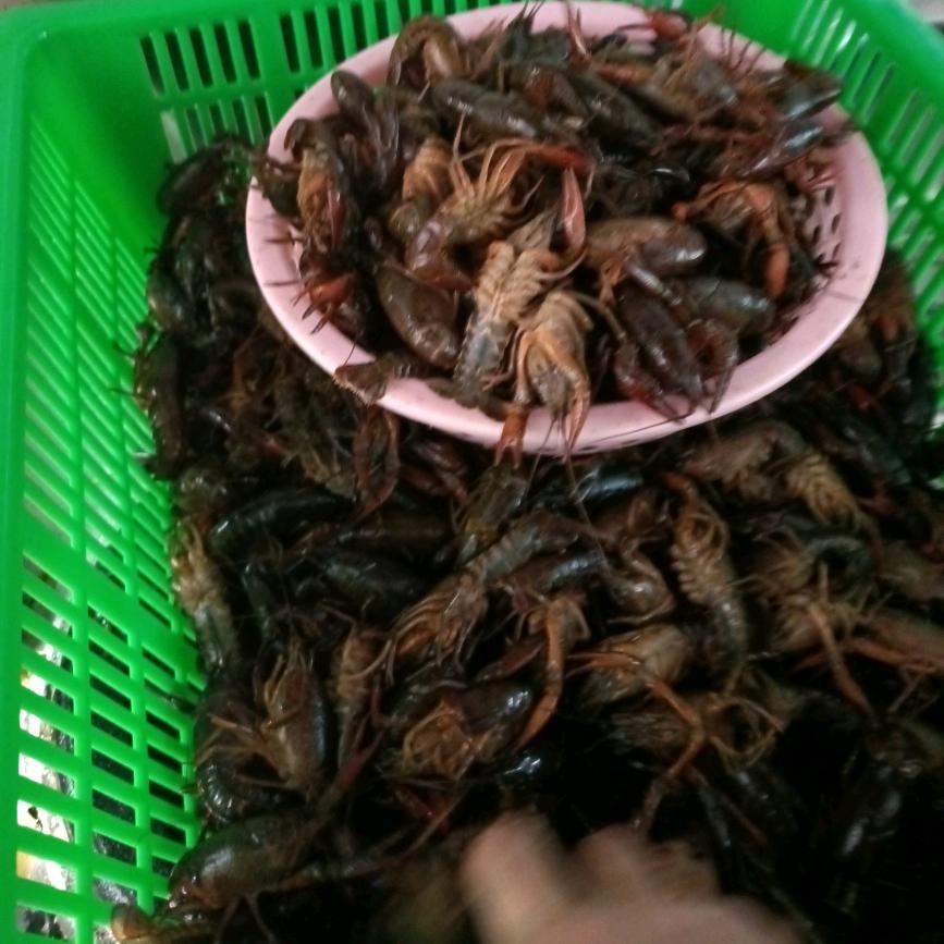 三哥绿头鸭板鸭