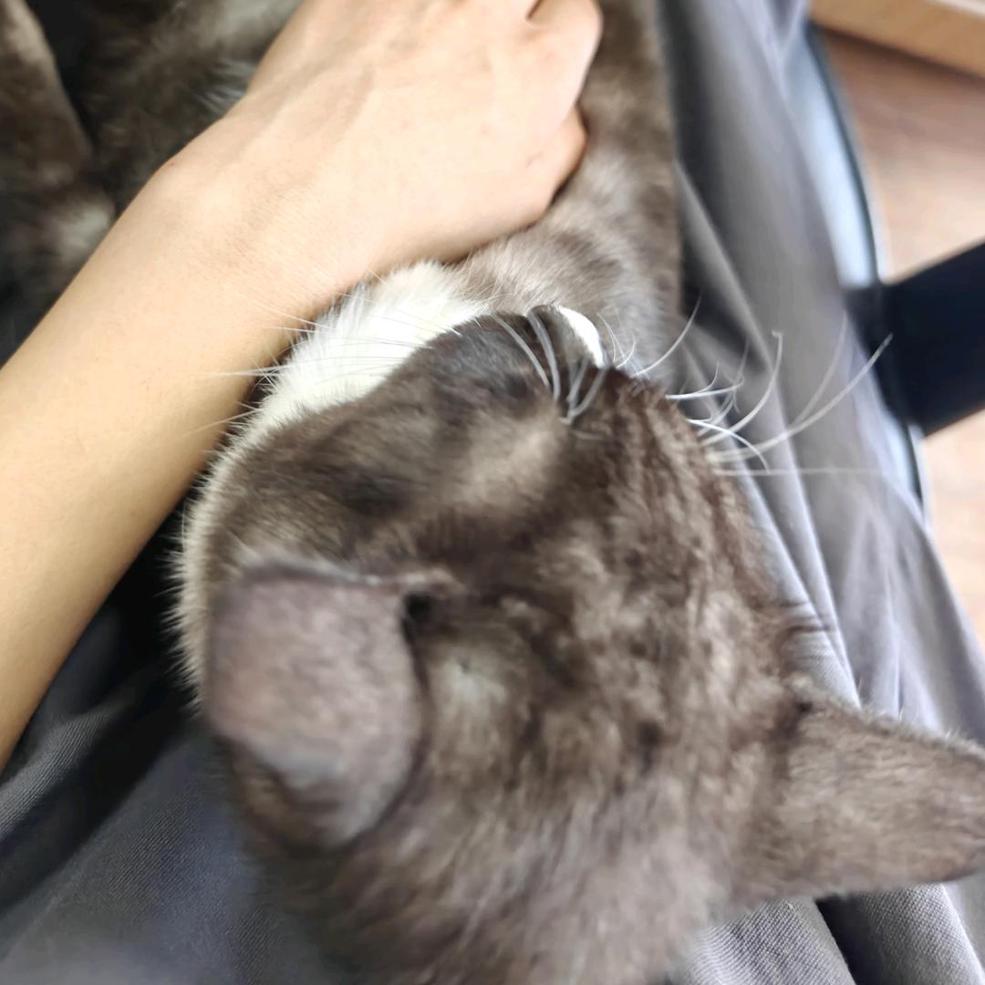 大力妹妹