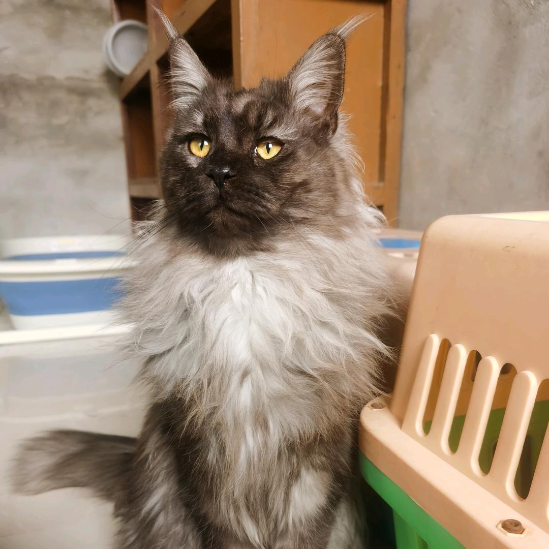 猫