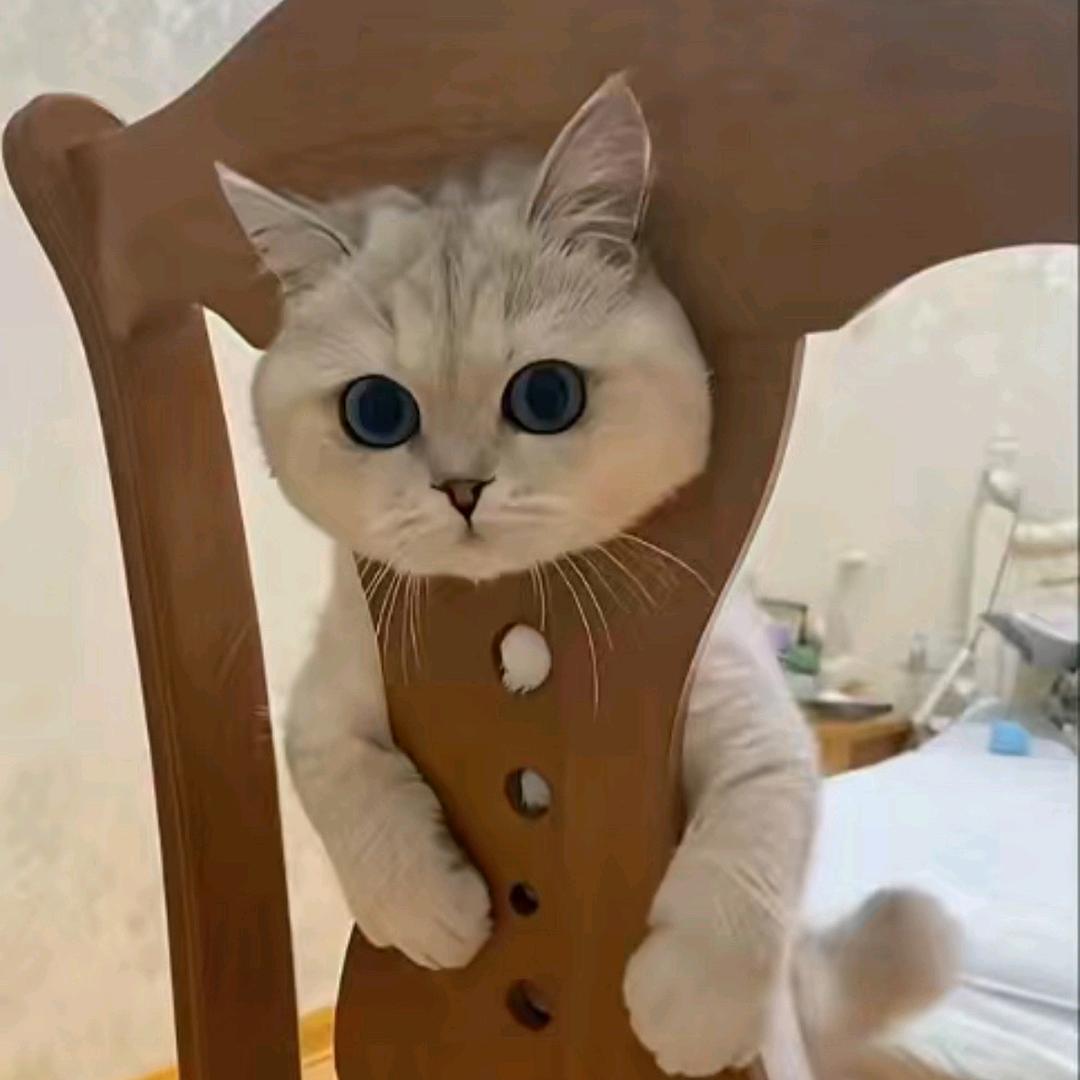 爱情也疯狂
