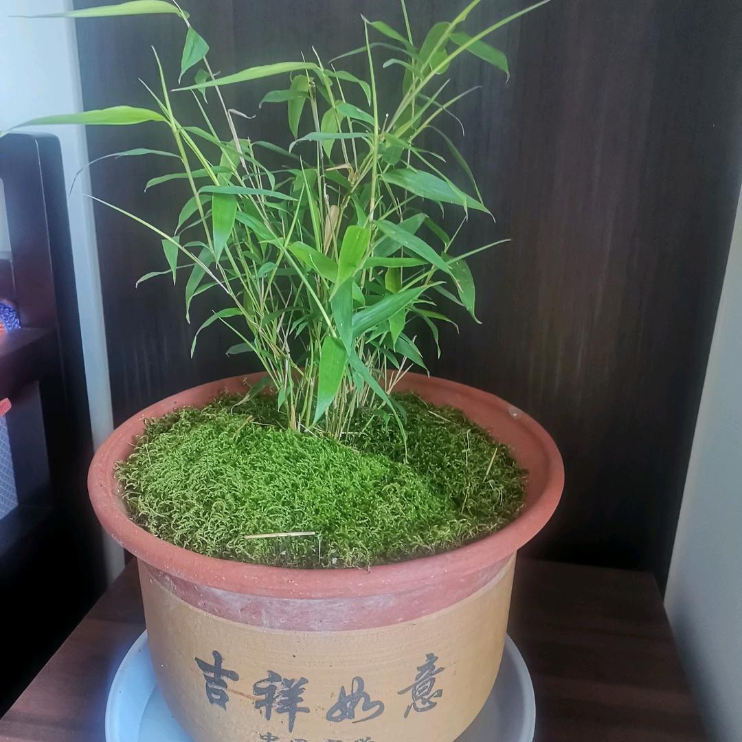 阳光兄弟