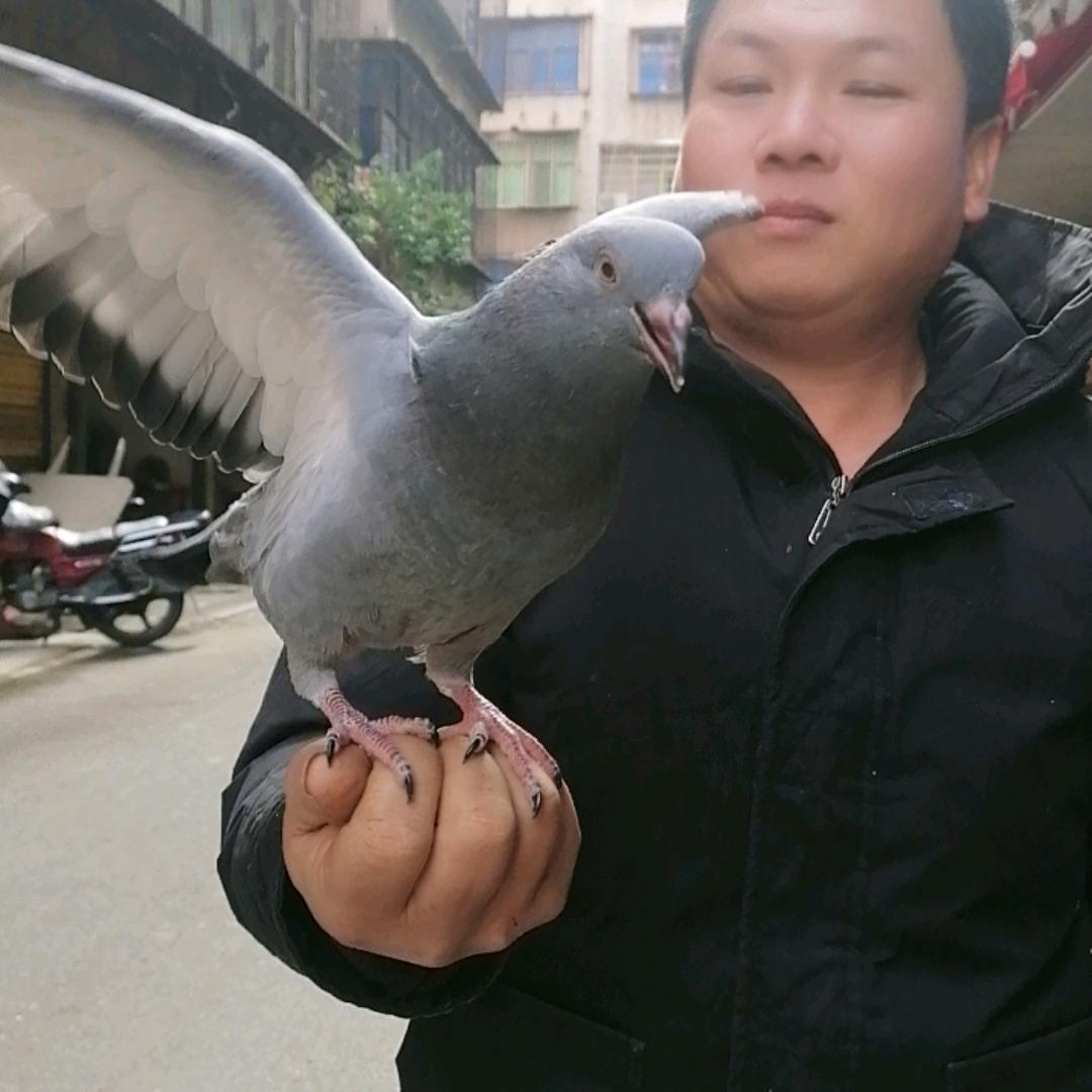 乡下放养的鸽子