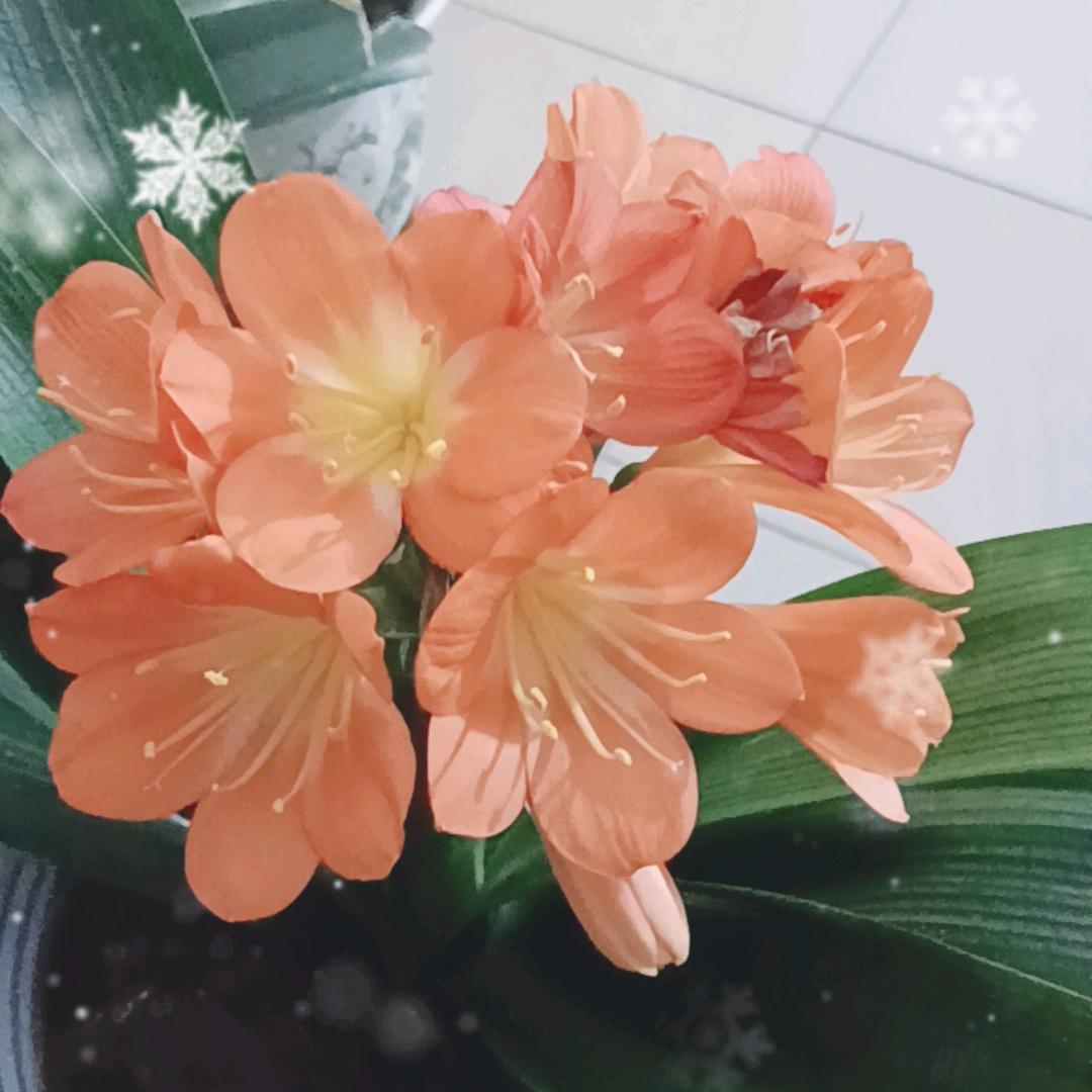 君子兰💅