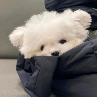 蓝小鸟