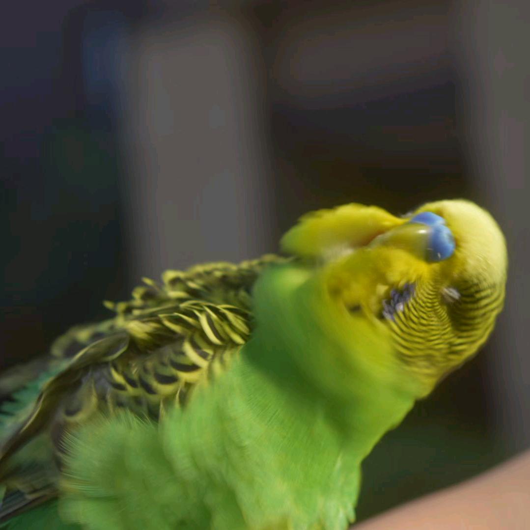 绿团子和蓝糯米的日常生活🤳🥰🦜🐦