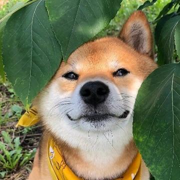 钮钴禄甄桓桓（和Vaundy对视版）