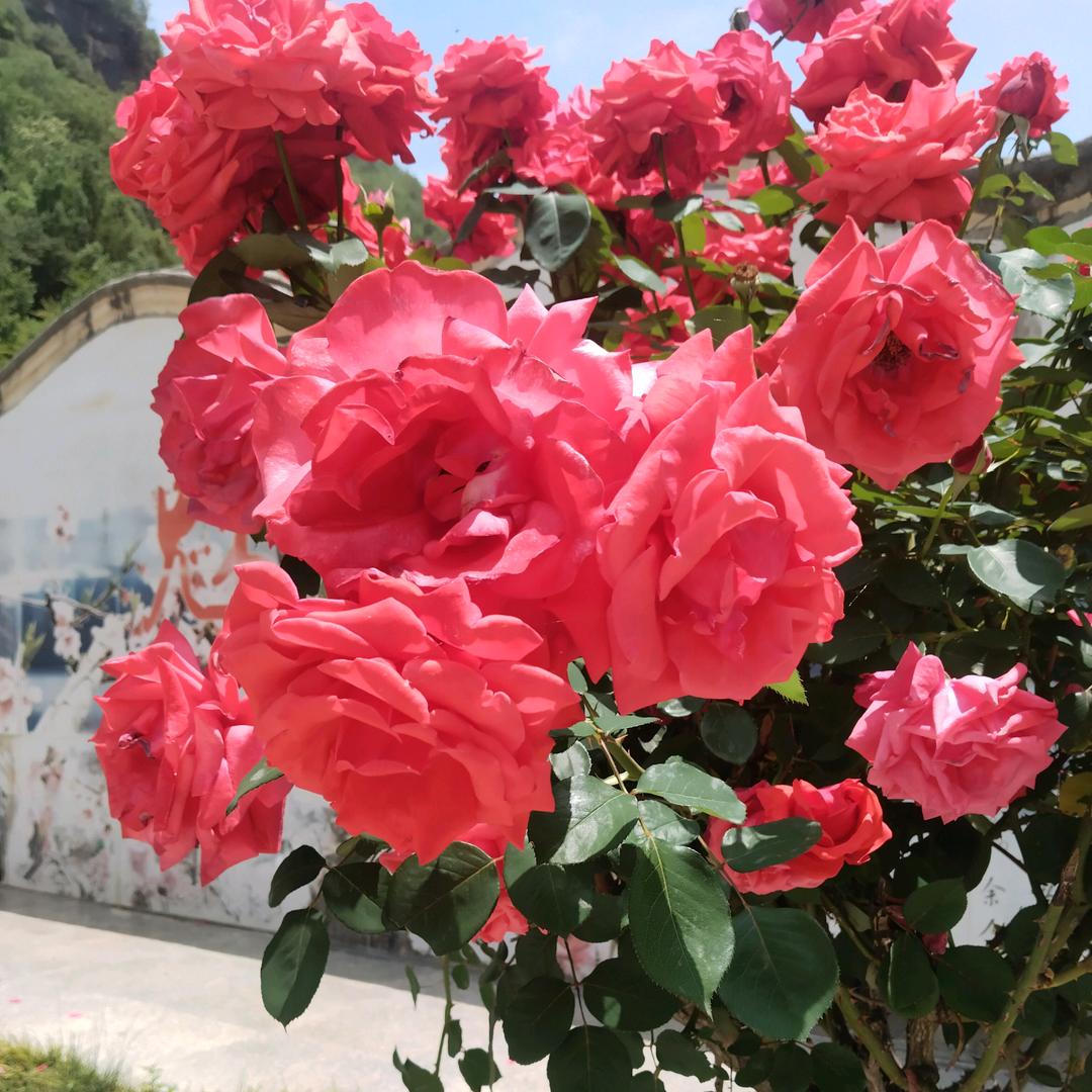 ડꪊಇρꪶꪊડ.