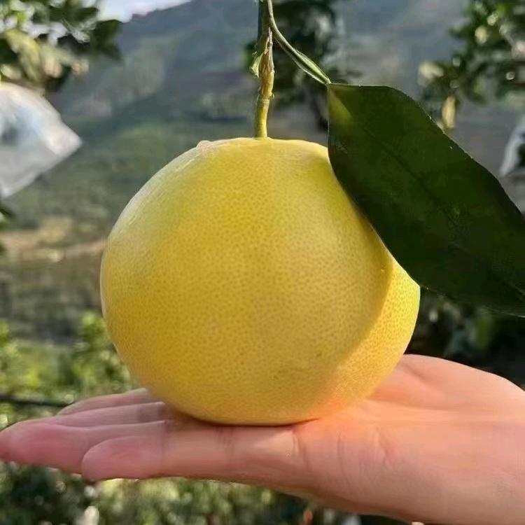 舅舅家的葡萄柚