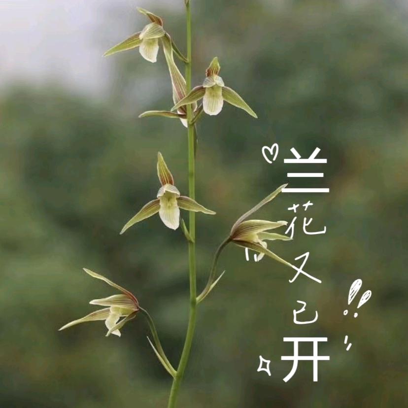 众芳