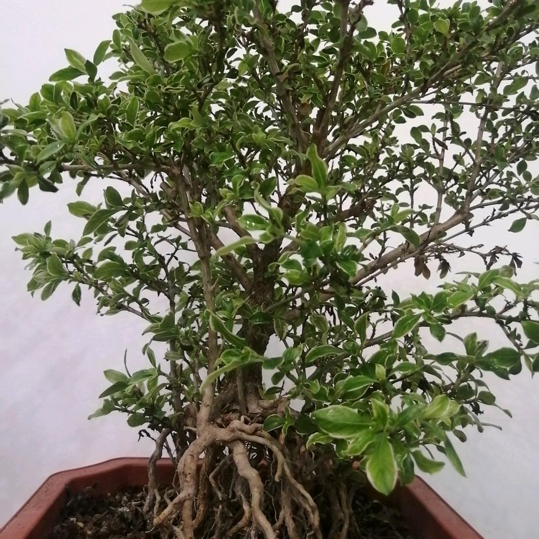 老平