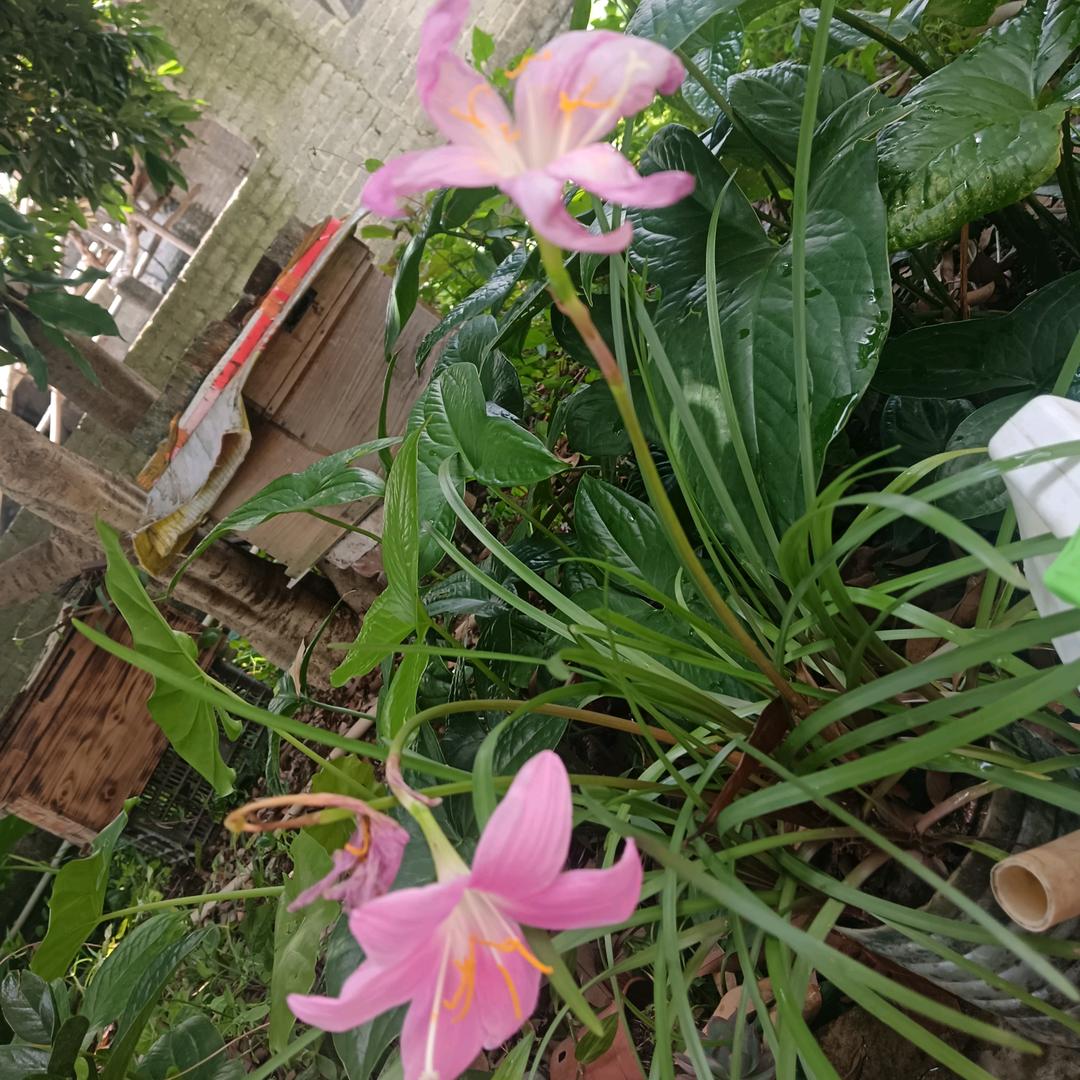 ꧔ꦿএ前᭄陈💕：往：💞世ℋ