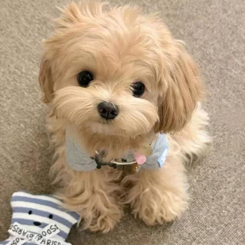 饼干小狗