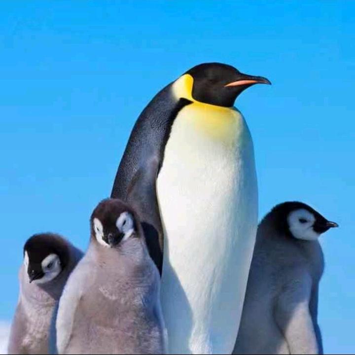 吉庆有余