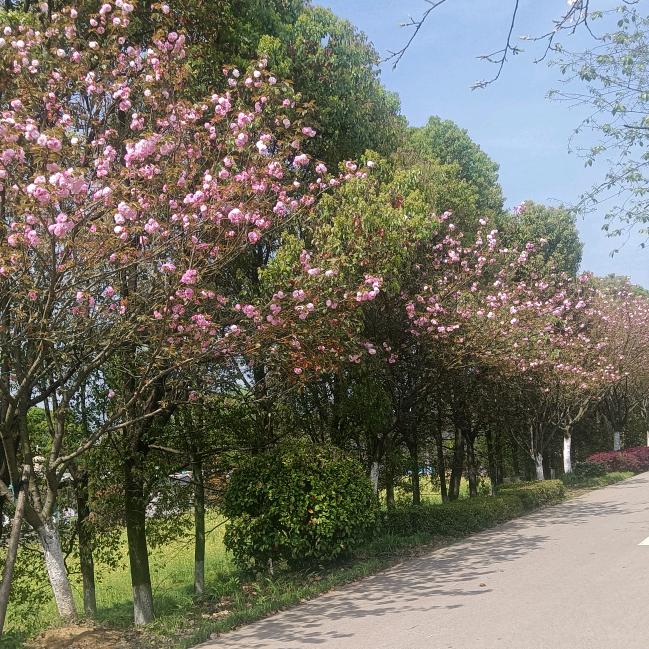LX丫向阳光发挥我自己