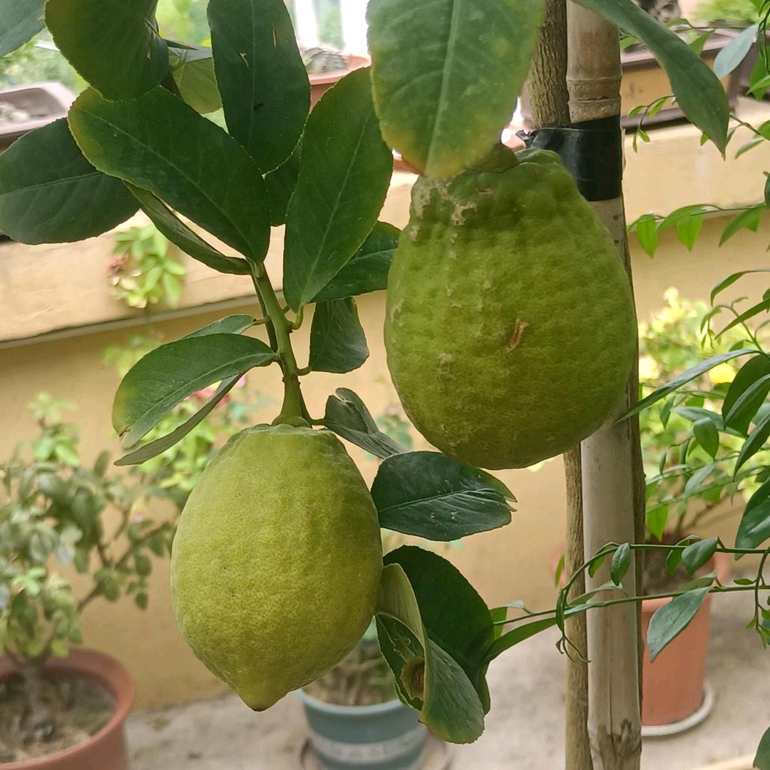 🥀Linlin.Ծ‸Ծ🐾