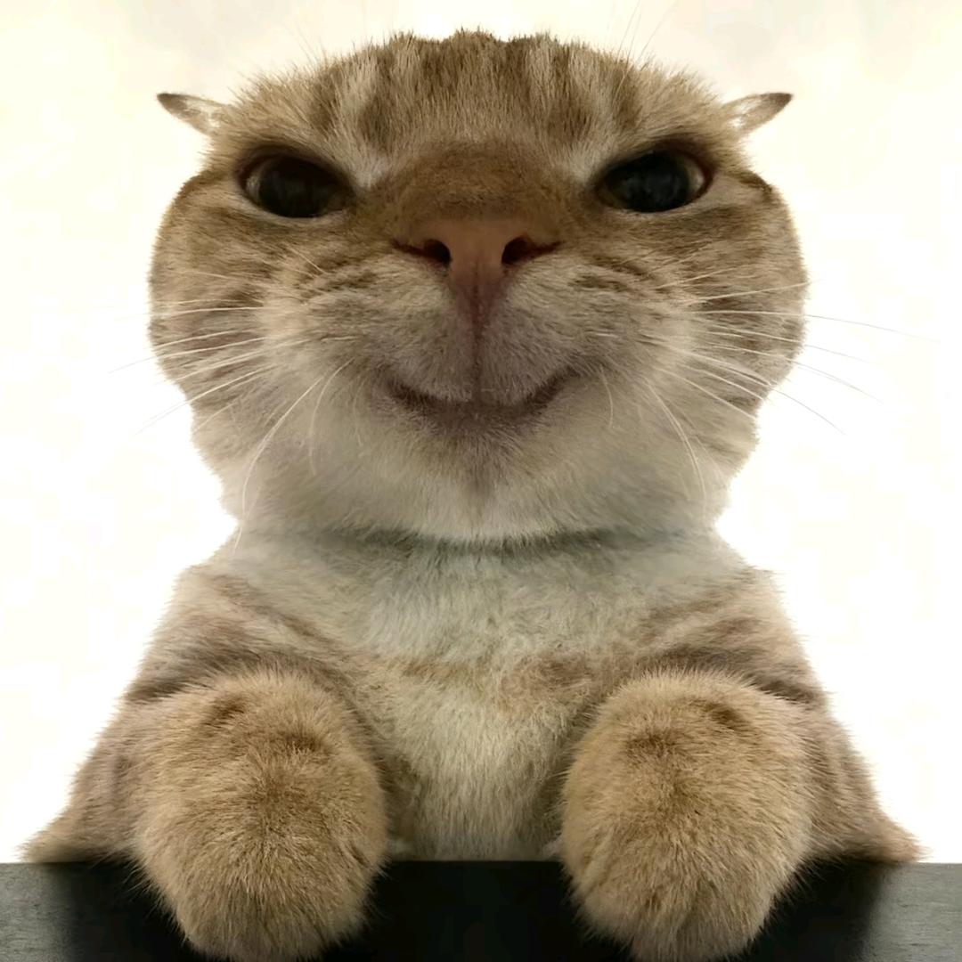 她说蜜雪好奶茶