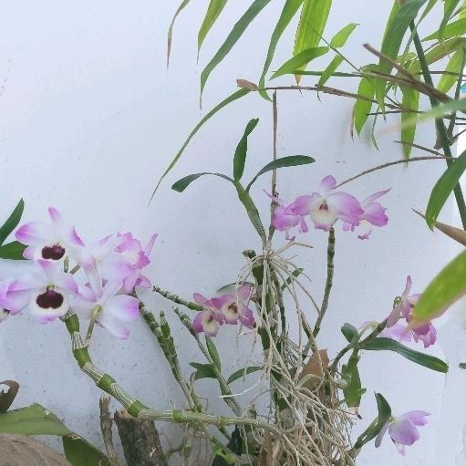 兰得糊涂