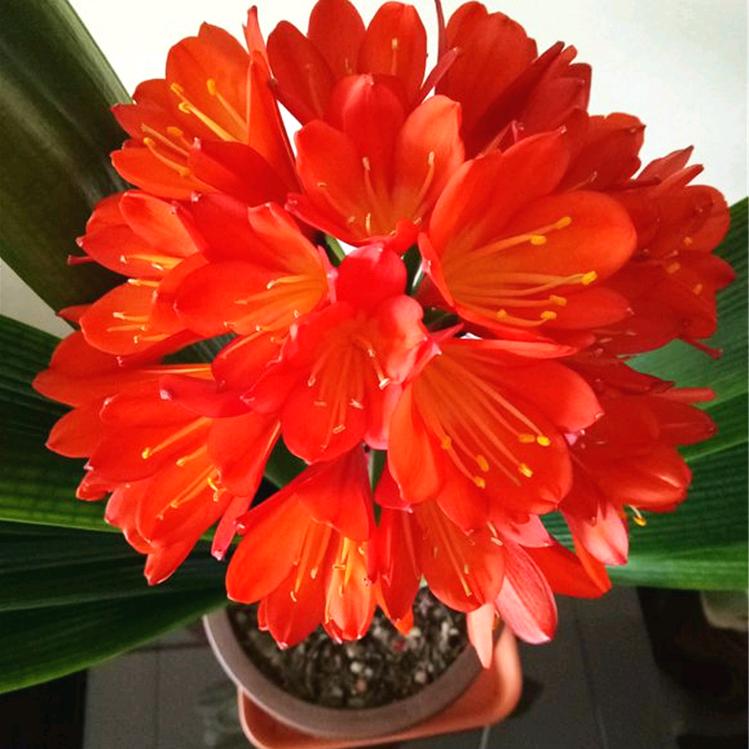 艺琳精品君子兰苑