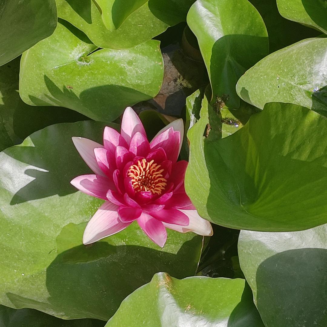 繁花似锦觅安宁