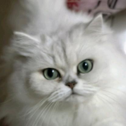 薄荷猫猫