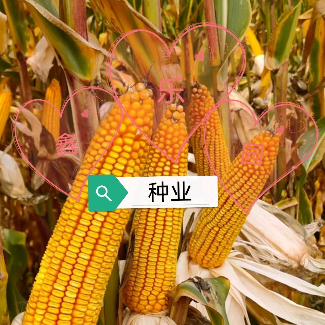 鑫乐园种子商店