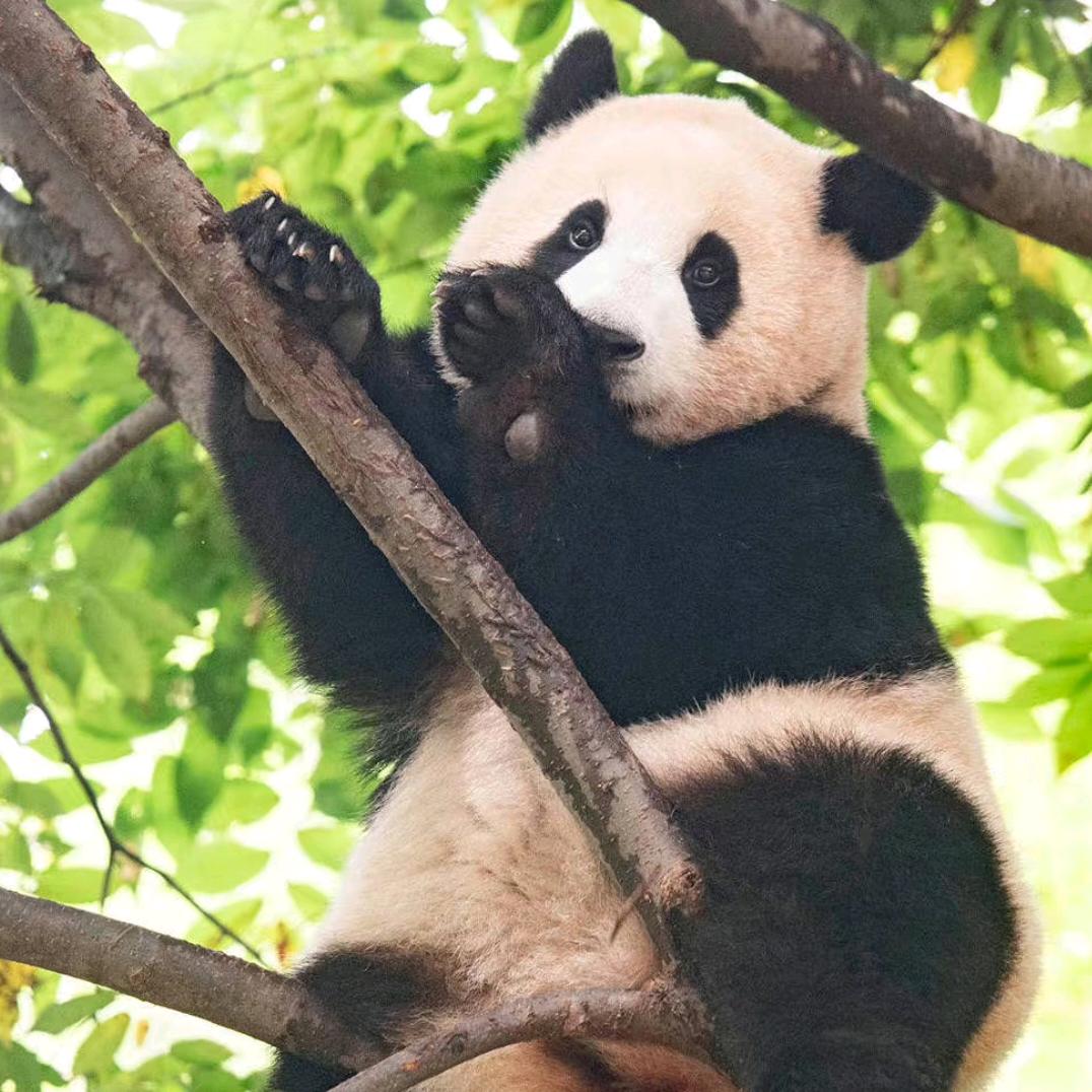 福宝🍎