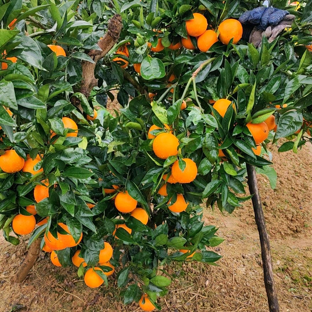 ❤️❤️开心果