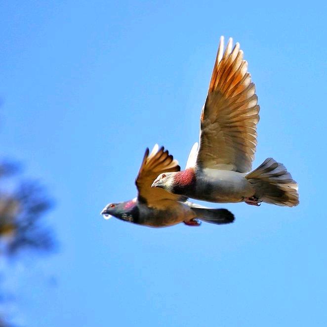 我就是我🇨🇳🇯🇲