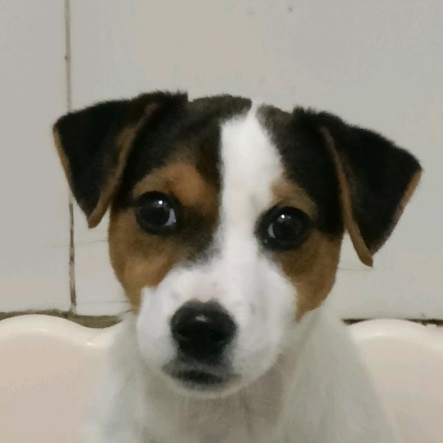 赛鸽发烧友《昕玥鸽舍》