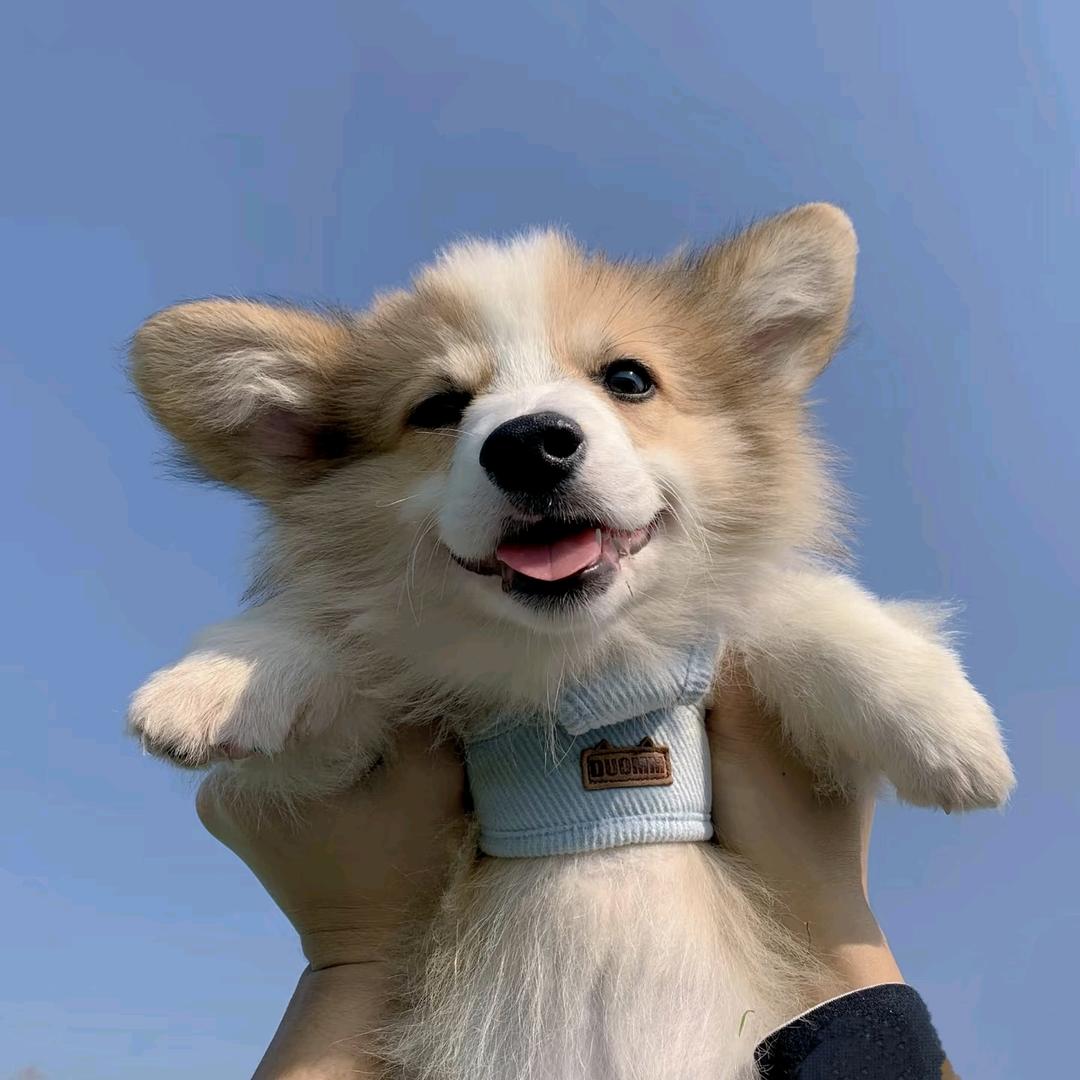 清蒸奥利奥