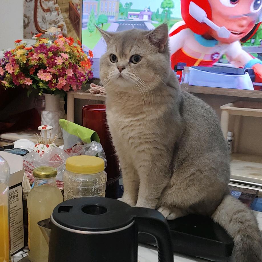 浅忆