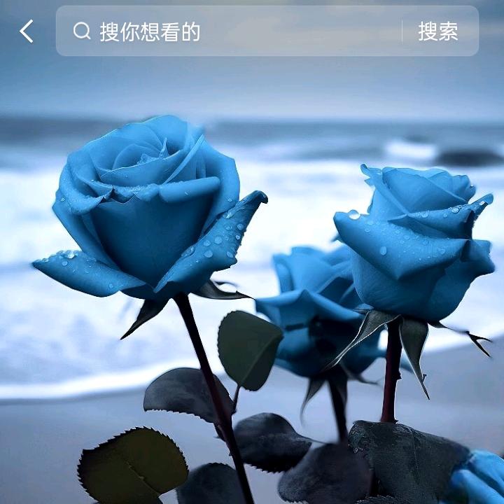 《铿锵玫瑰》