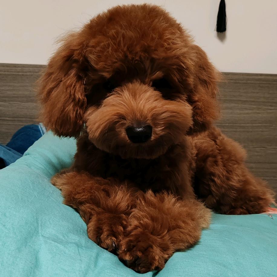 大爷来玩