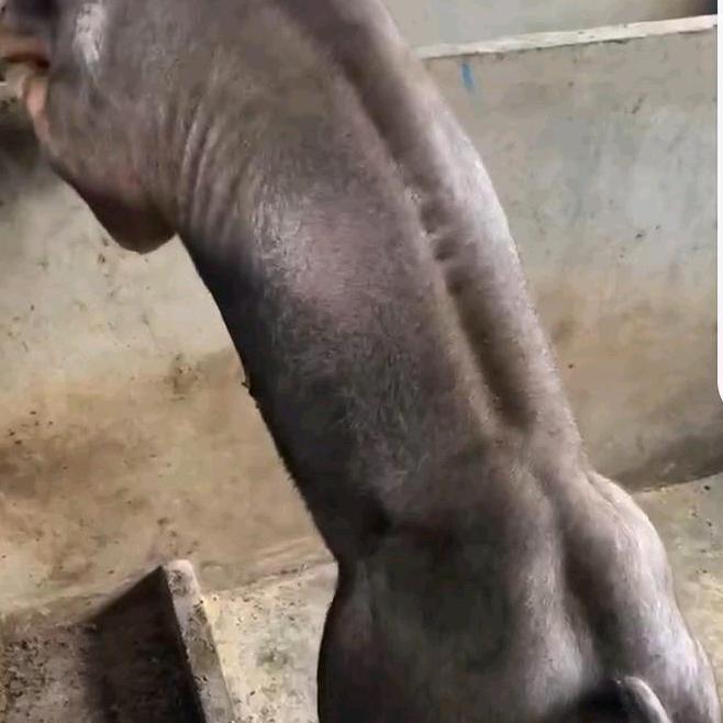 出售各种优质猪精