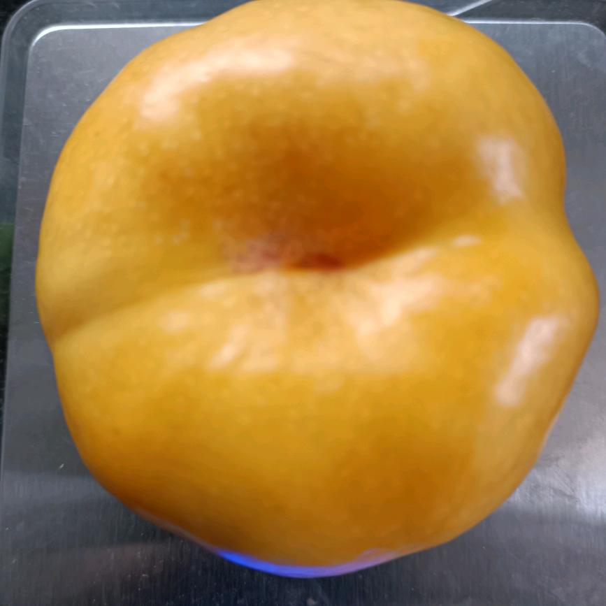 乐亭棚桃专业户