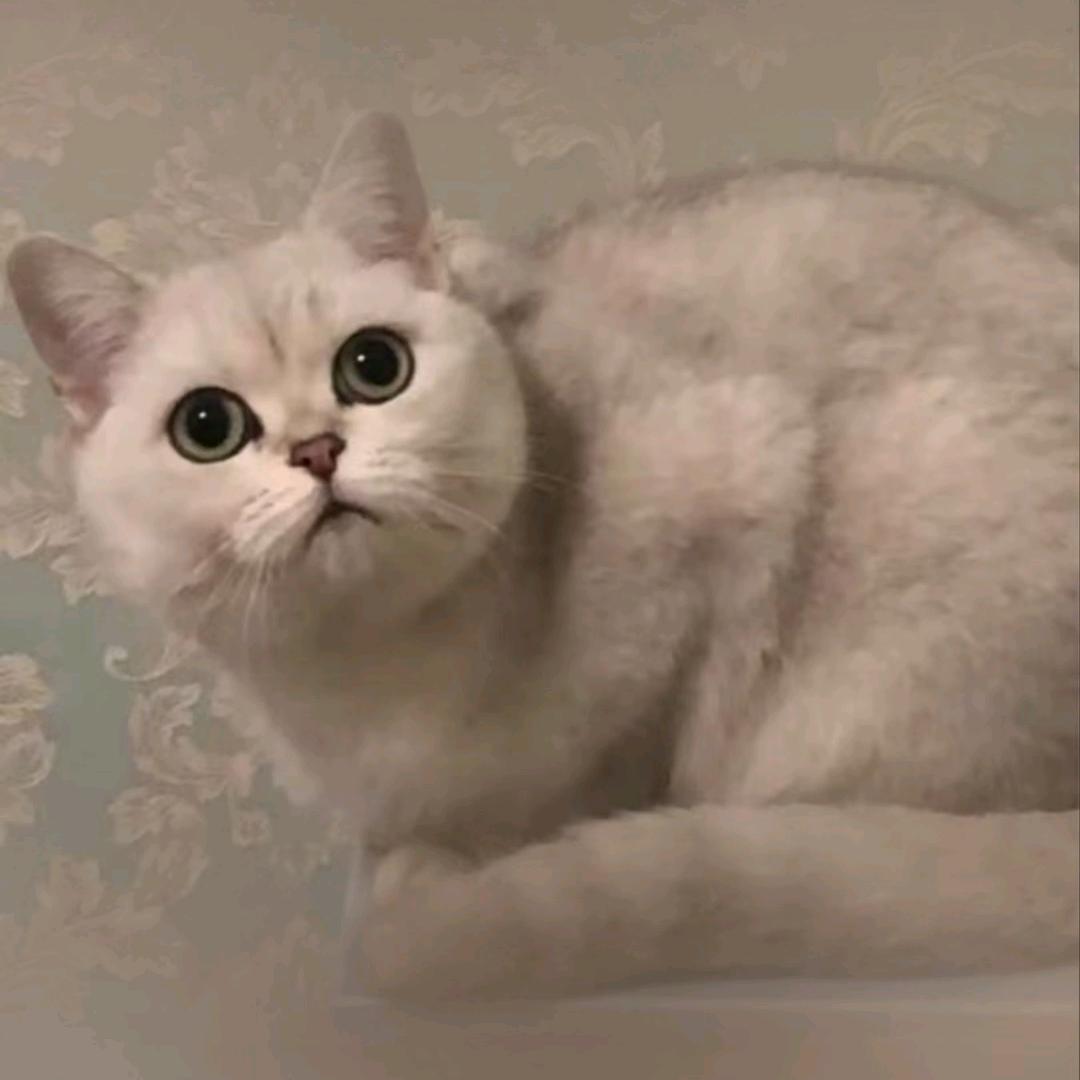 飞鸟商务信息咨询