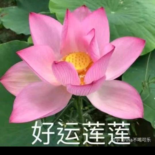好运连连