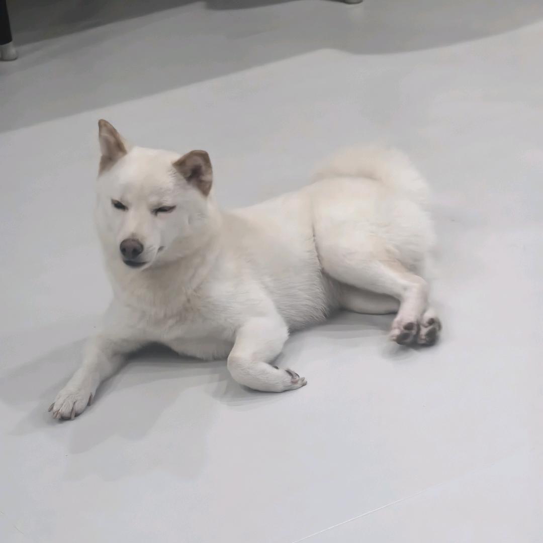 我的名字叫五花，五花肉的五花