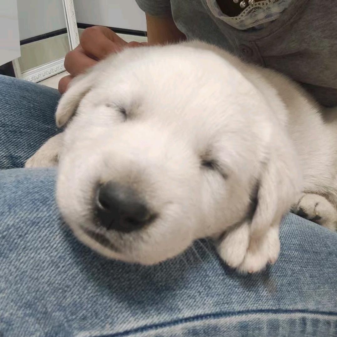 吃饱就犯困