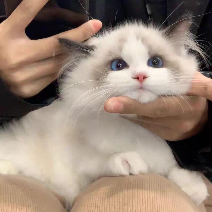 飞行员涛哥