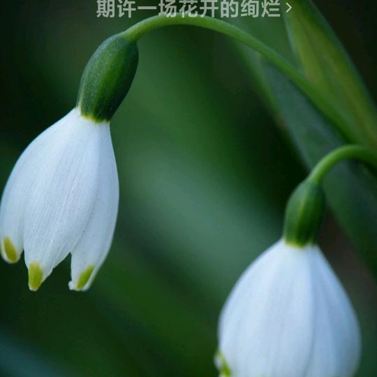 春英姐