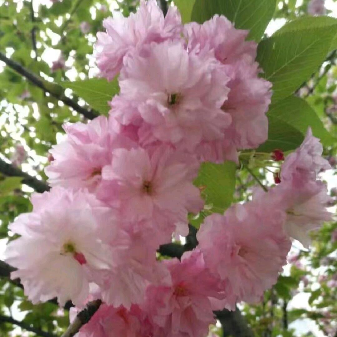 金牌母婴护理师伍姐