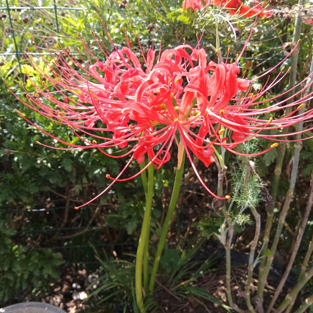 八月桂花香‘