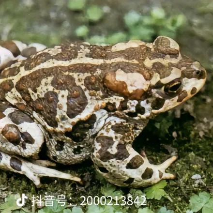 井中的癞蛤蟆
