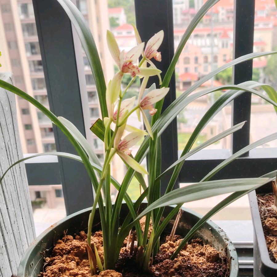 ☘️🍀幸运草🍀🍀