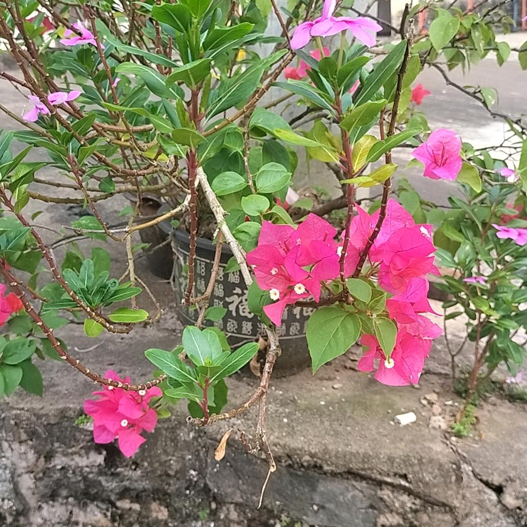 许我半生风月