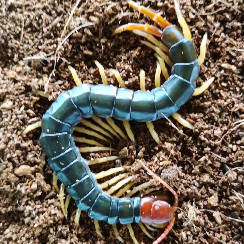 蜈蚣养殖杜老师