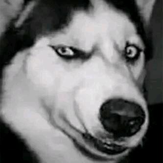 歪嘴黑白🍃¹⁰³