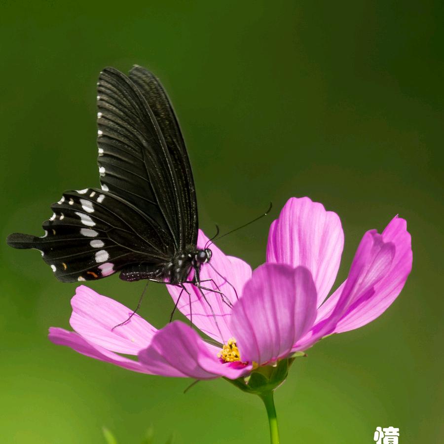 小芃文优选